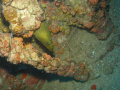   Peekaboo. Moray eel standpipe USCG Duane Florida Keys. "Peekaboo". "Peekaboo" Keys  